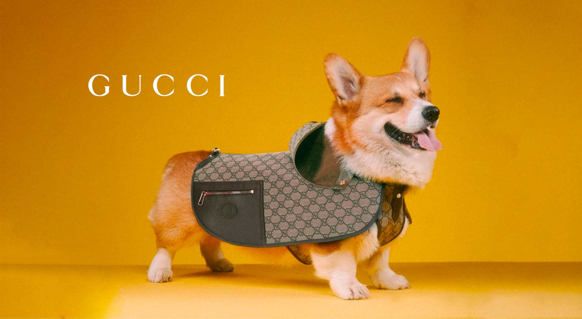 How And Where To Find Stylish Luxury Pet Accessories?